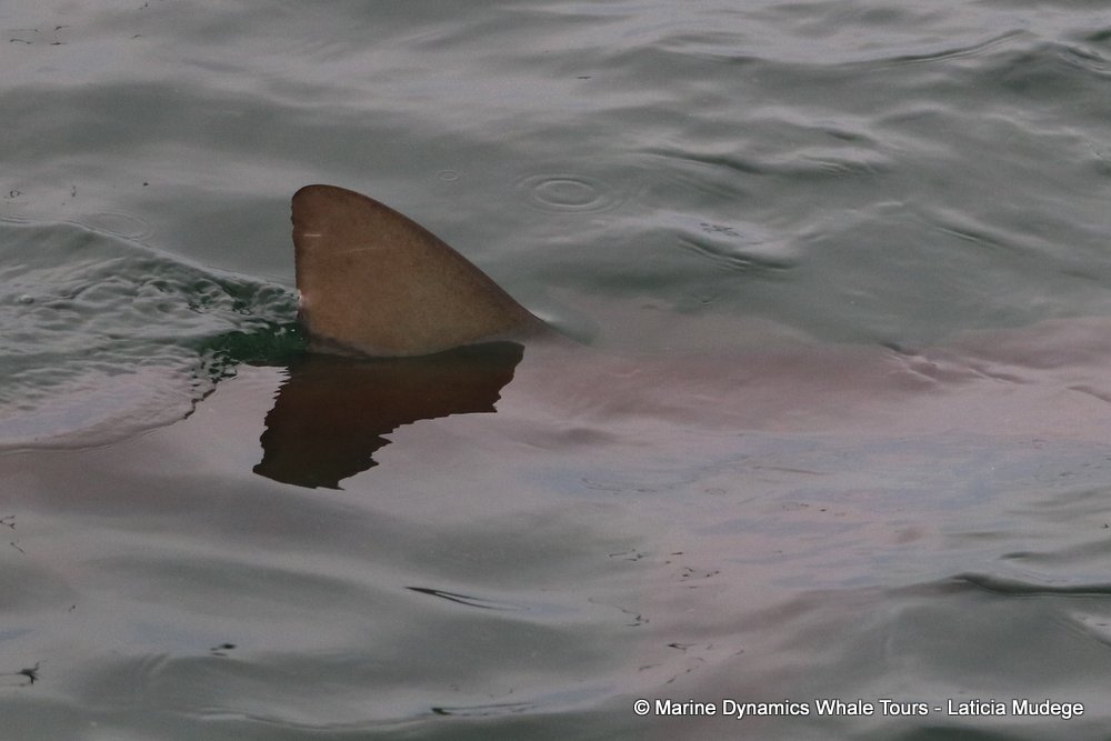 bronze whaler shark, whale watching, gansbaai, south africa,