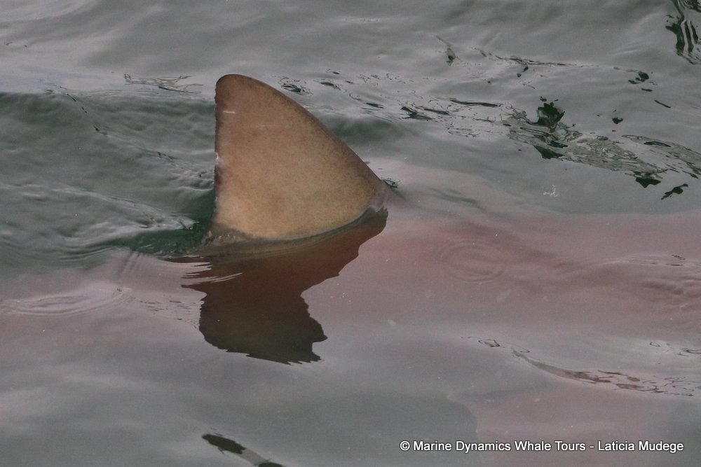 bronze whaler shark, whale watching, gansbaai, south africa,