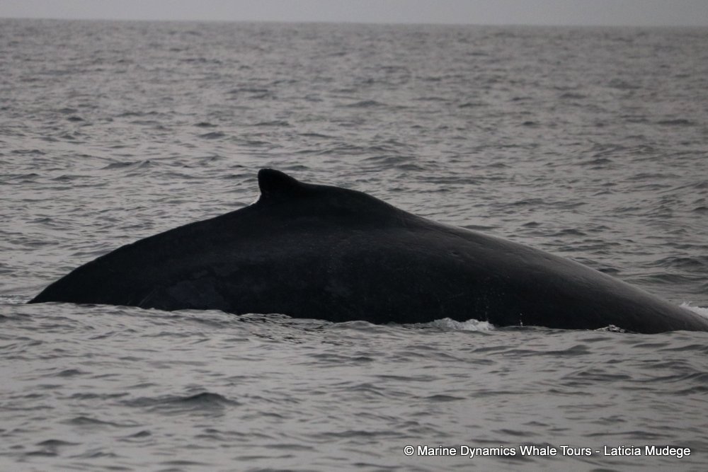 humpback whale, whale watching, gansbaai, south africa