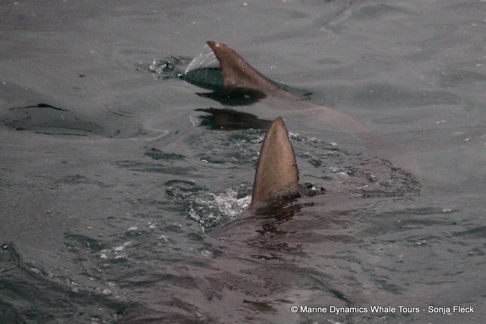 bronze whaler shark, whale watching, gansbaai, south africa,
