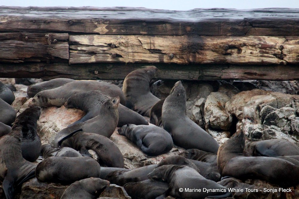 cape fur seal, whale watching, gansbaai, south africa