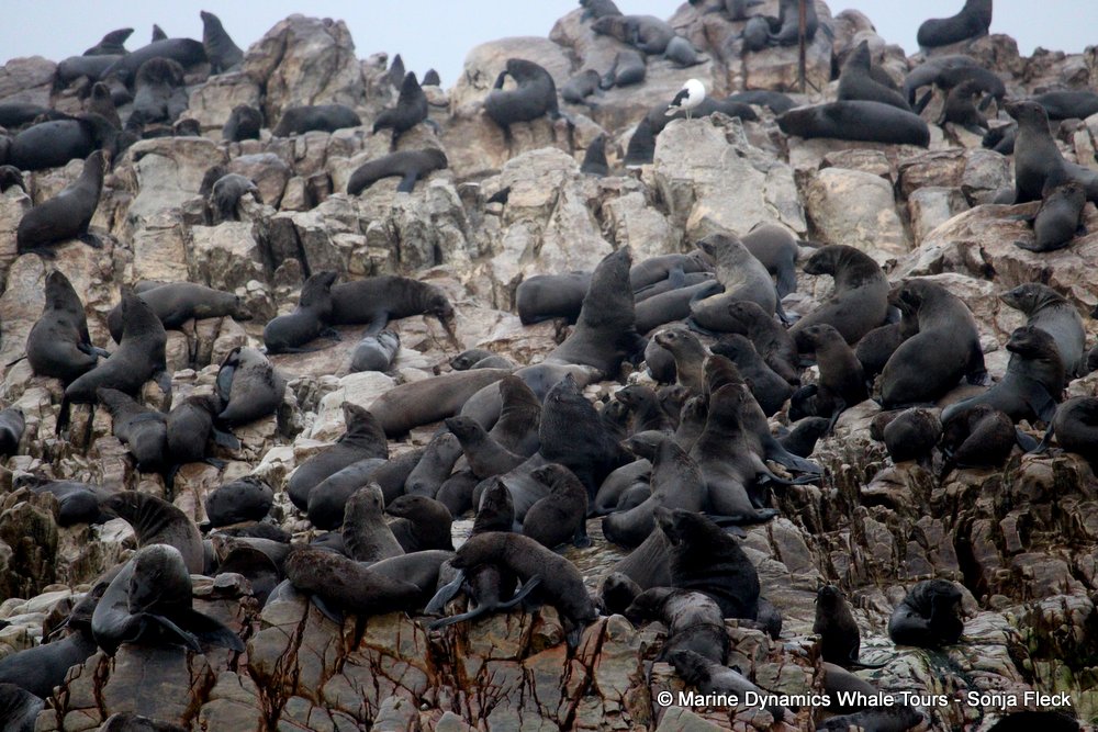 cape fur seal, whale watching, gansbaai, south africa