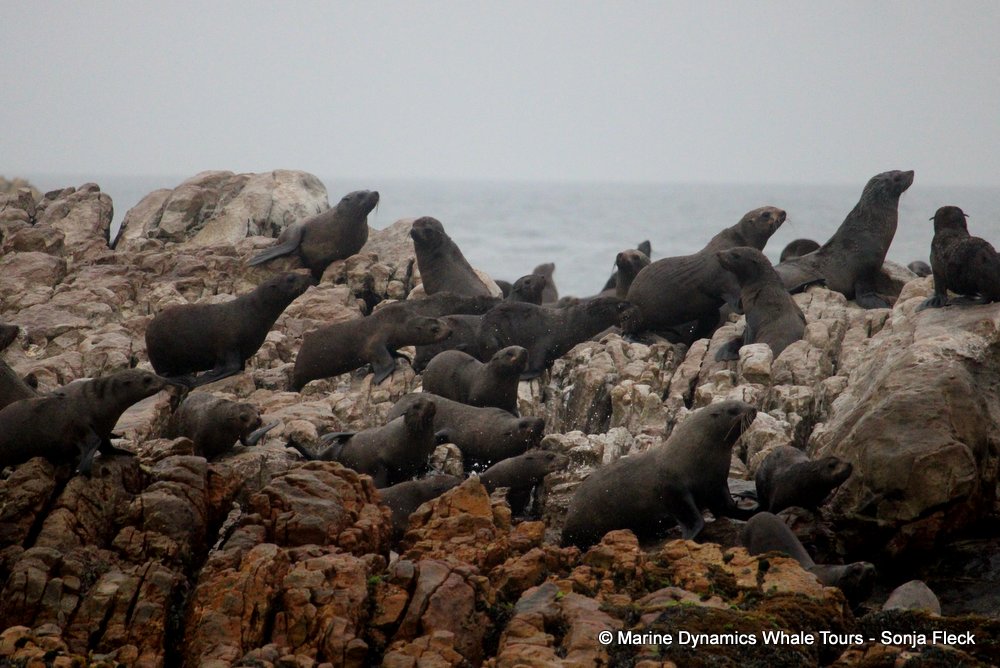 cape fur seal, whale watching, gansbaai, south africa