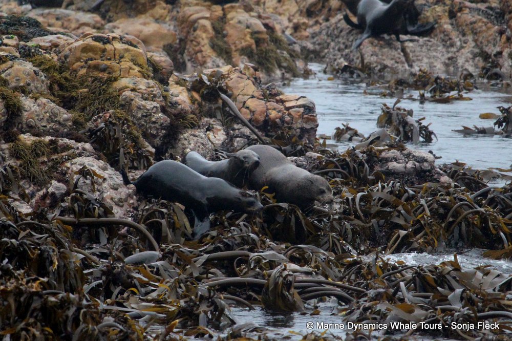 cape fur seal, whale watching, gansbaai, south africa