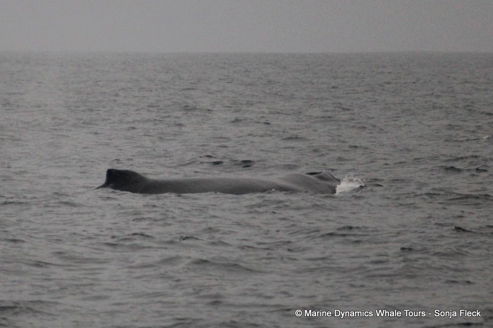 humpback whale, whale watching, gansbaai, south africa