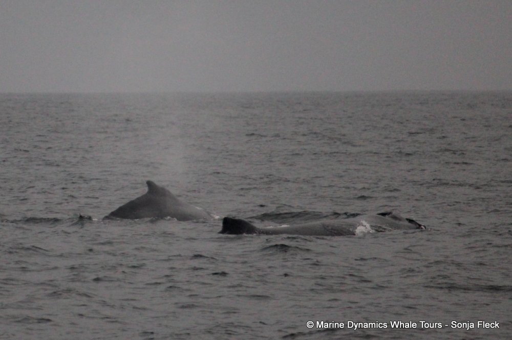 humpback whale, whale watching, gansbaai, south africa