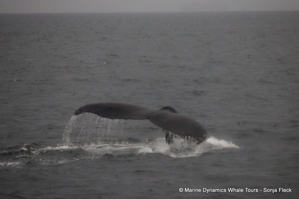 humpback whale, whale watching, gansbaai, south africa