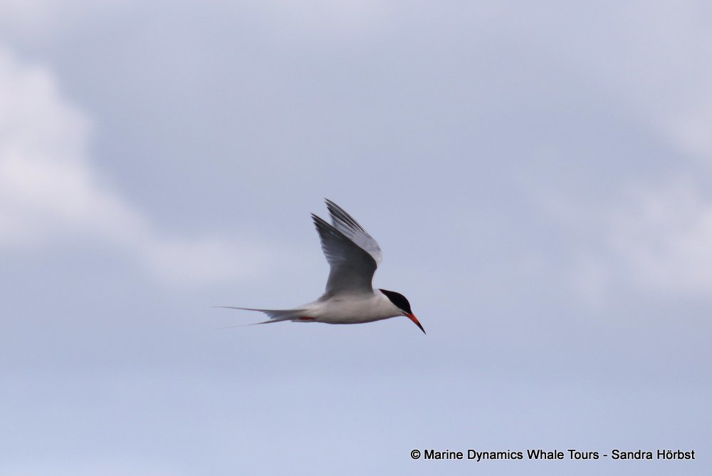 tern, whale watching, gansbaai, south africa,