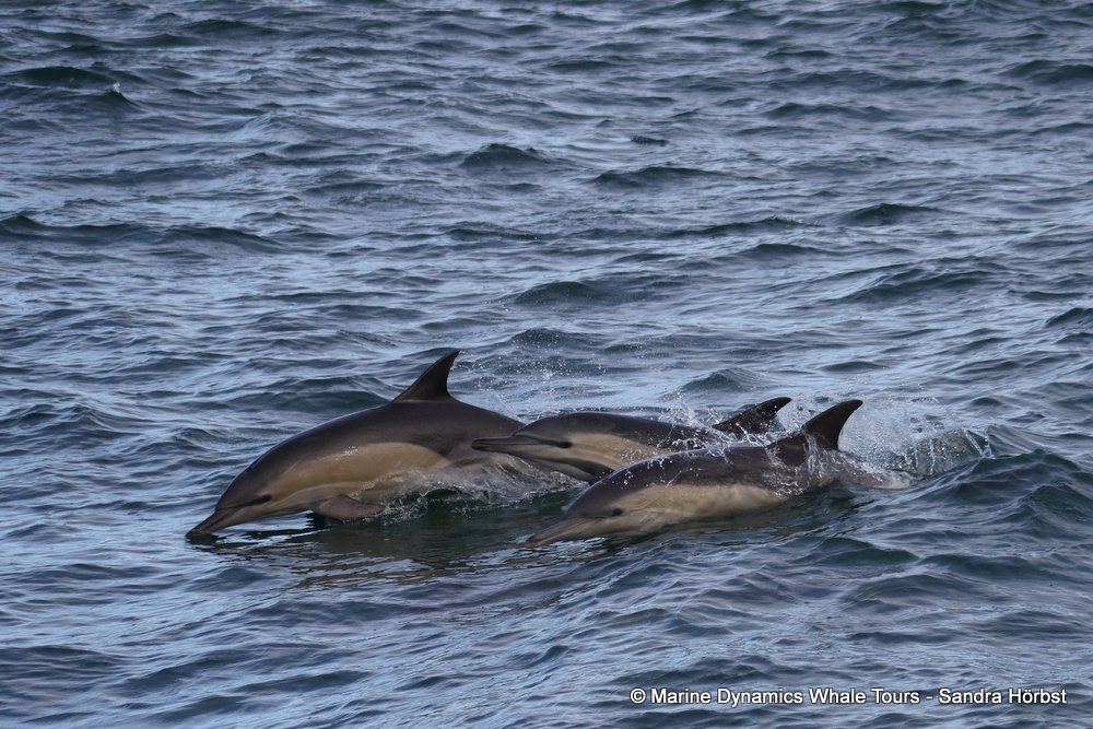 dolphin, whale watching, gansbaai, south africa,