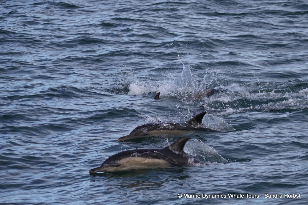 dolphin, whale watching, gansbaai, south africa,