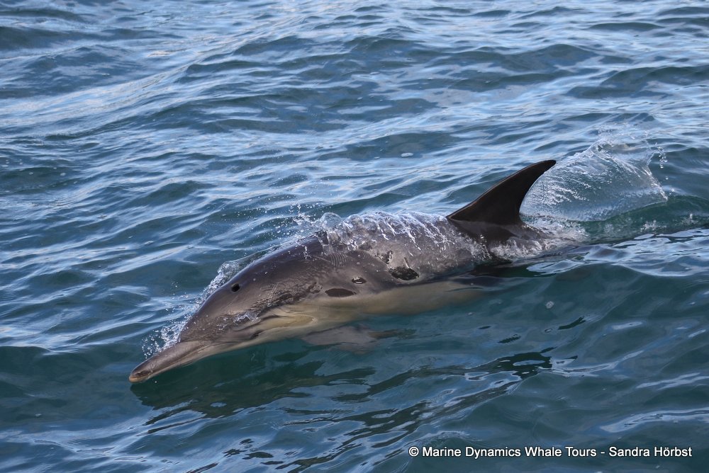 dolphins Whale watching, South Africa, Gansbaai,
