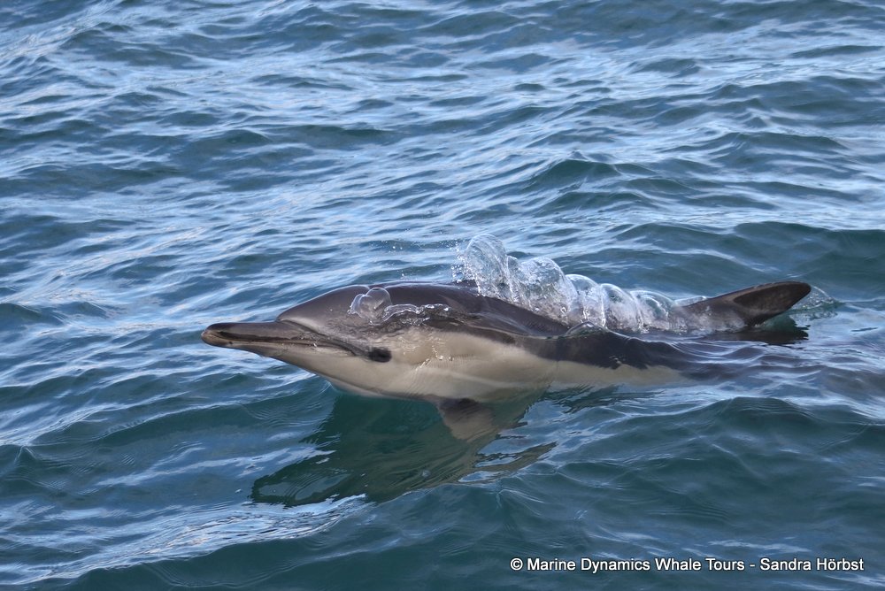 dolphin, whale watching, gansbaai, south africa,