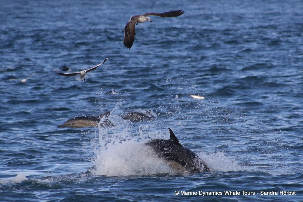 dolphin, whale watching, gansbaai, south africa,