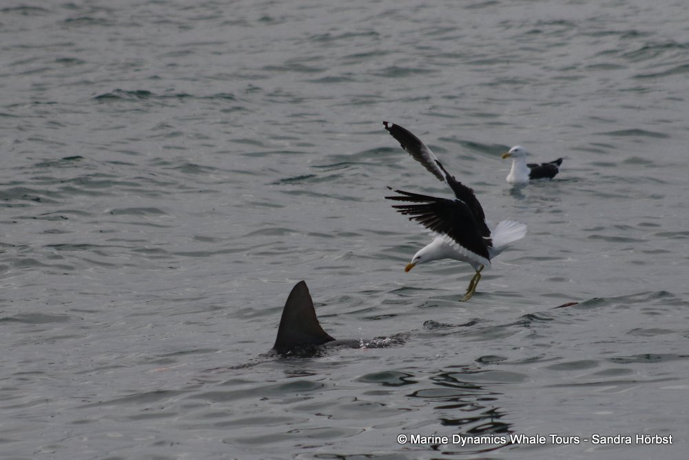 shark dorsal fin, whale watching, gansbaai, south africa,