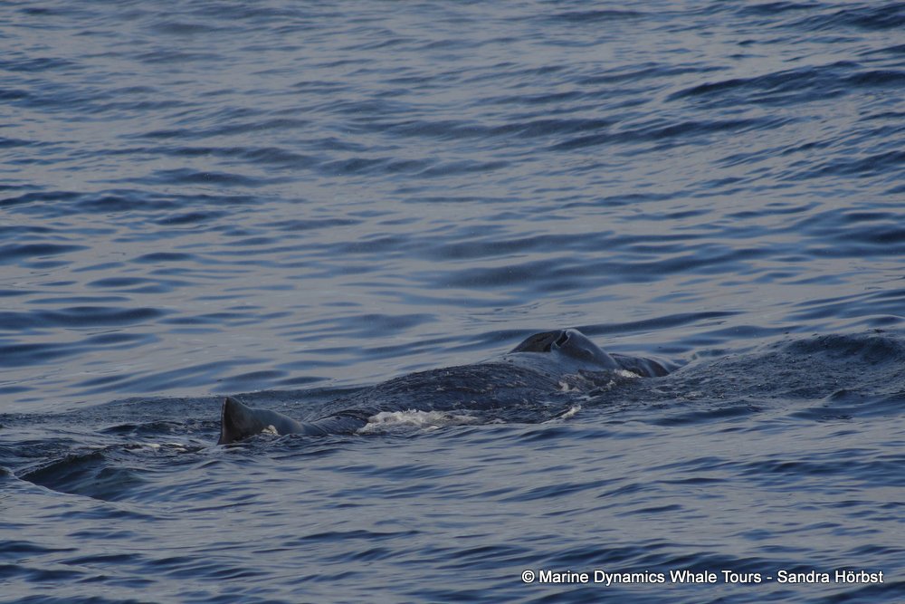 humpback whale, whale watching, gansbaai, south africa