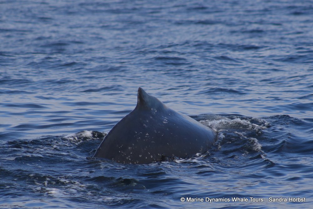 humpback whale, whale watching, gansbaai, south africa