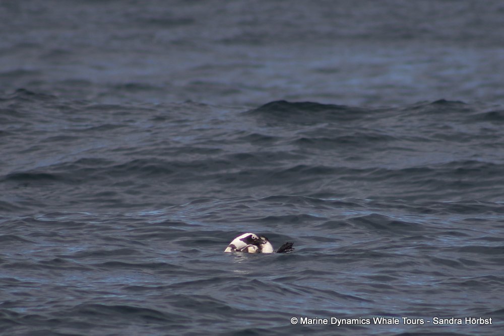 penguins, whale watching, gansbaai, south africa,