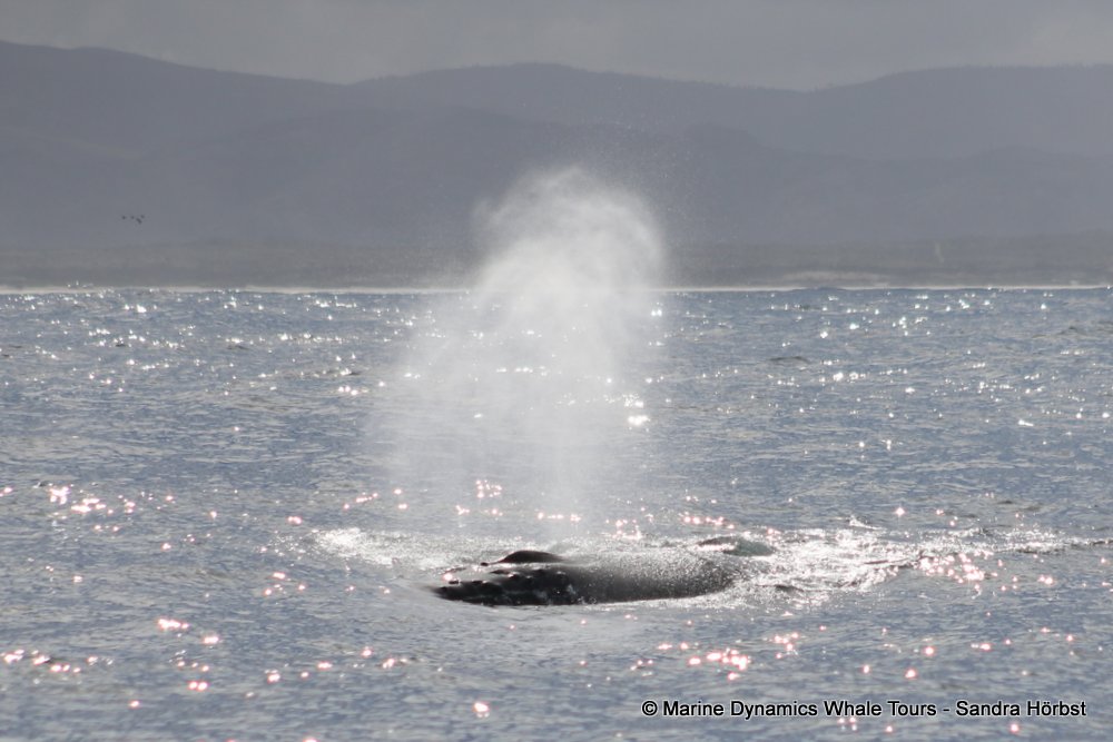 humpback whale, whale watching, gansbaai, south africa