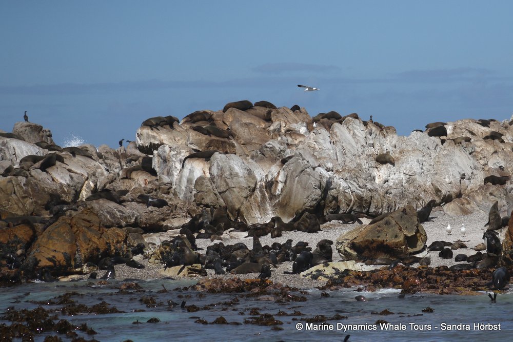 cape fur seal, whale watching, gansbaai, south africa