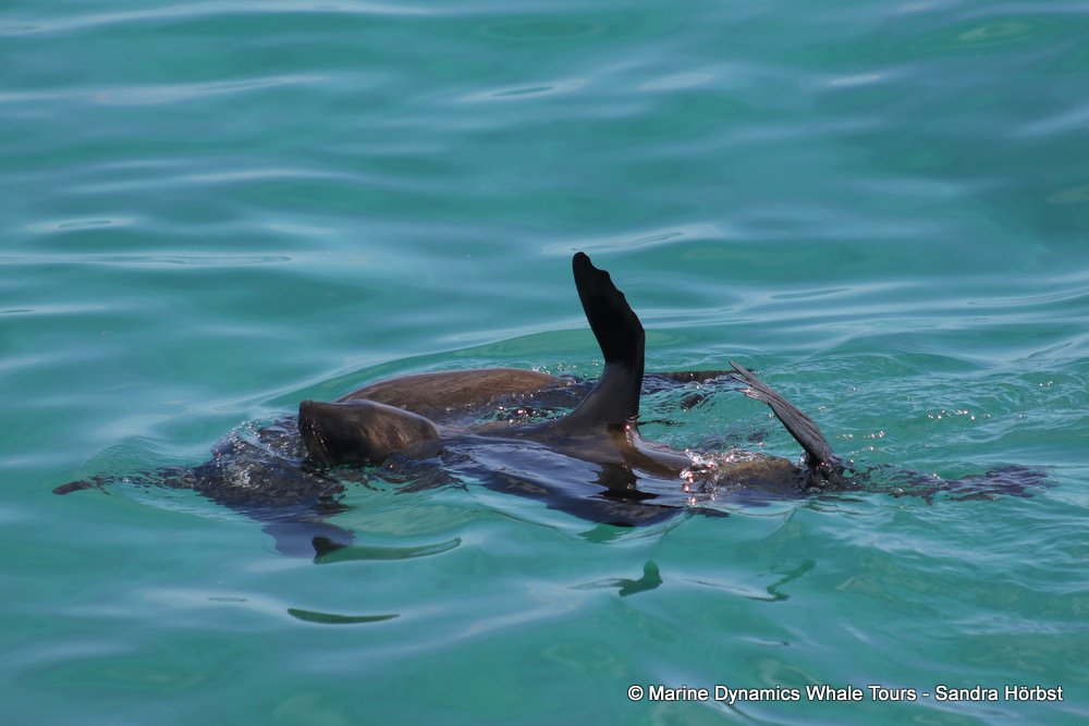 cape fur seal, whale watching, gansbaai, south africa