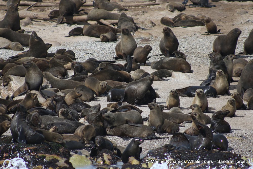 cape fur seal, whale watching, gansbaai, south africa
