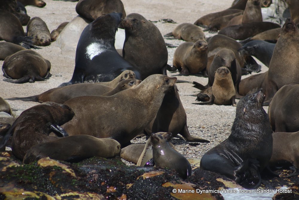 cape fur seal, whale watching, gansbaai, south africa
