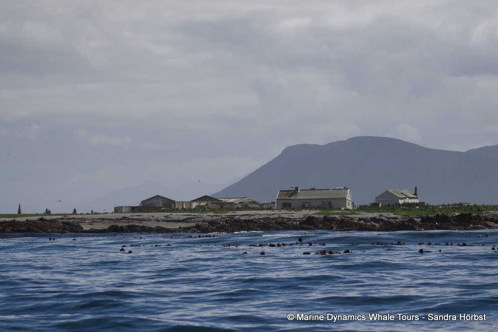 dyer island, whale watching, gansbaai, south africa,