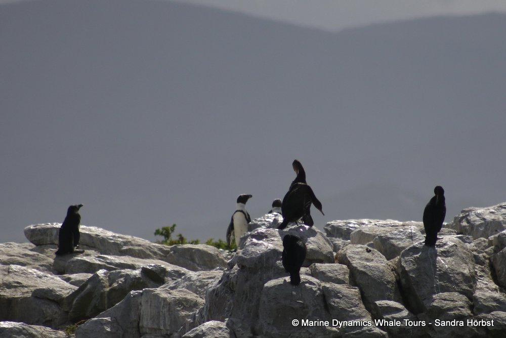 penguins, whale watching, gansbaai, south africa,