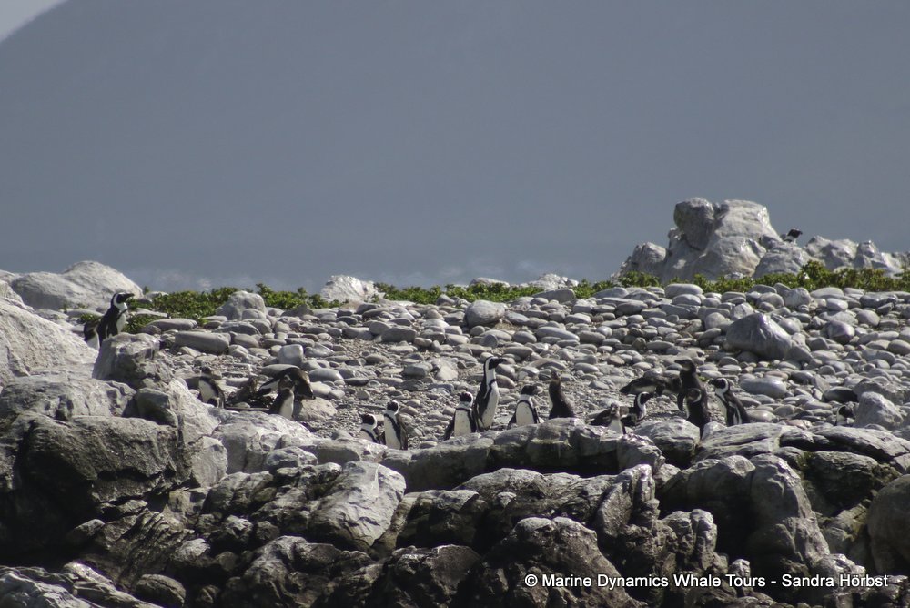 penguins, whale watching, gansbaai, south africa,