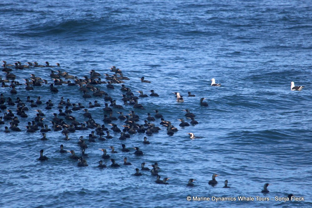 cape cormorants, whale watching, gansbaai, south africa