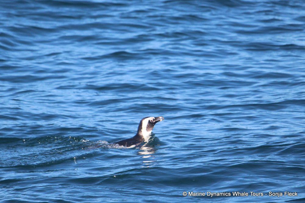 penguin whale watching, gansbaai, south africa,