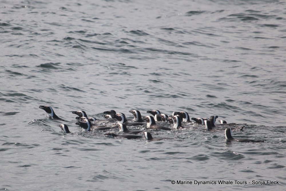 penguins, whale watching, gansbaai, south africa,
