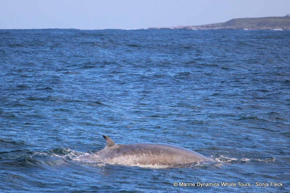 bryde's whale, whale watching, gansbaai, south africa,