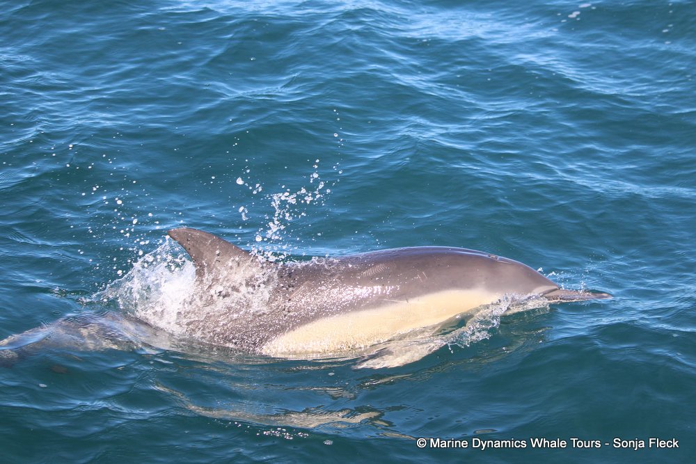 dolphin, whale watching, gansbaai, south africa,