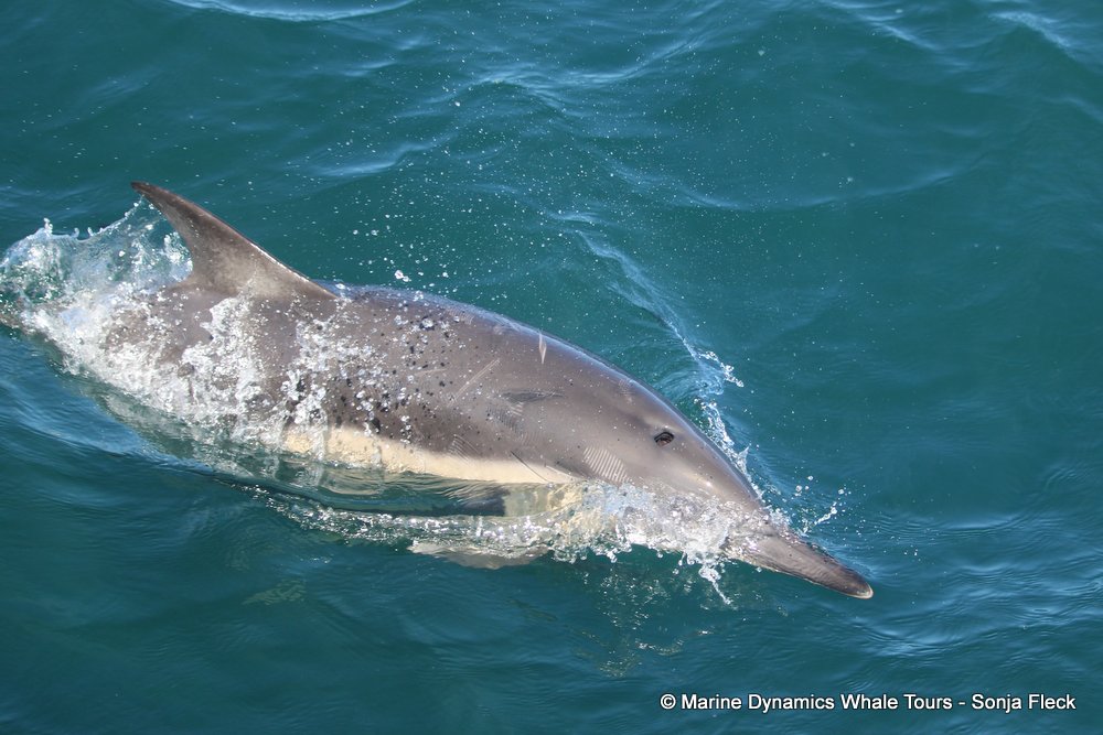 dolphin, whale watching, gansbaai, south africa,
