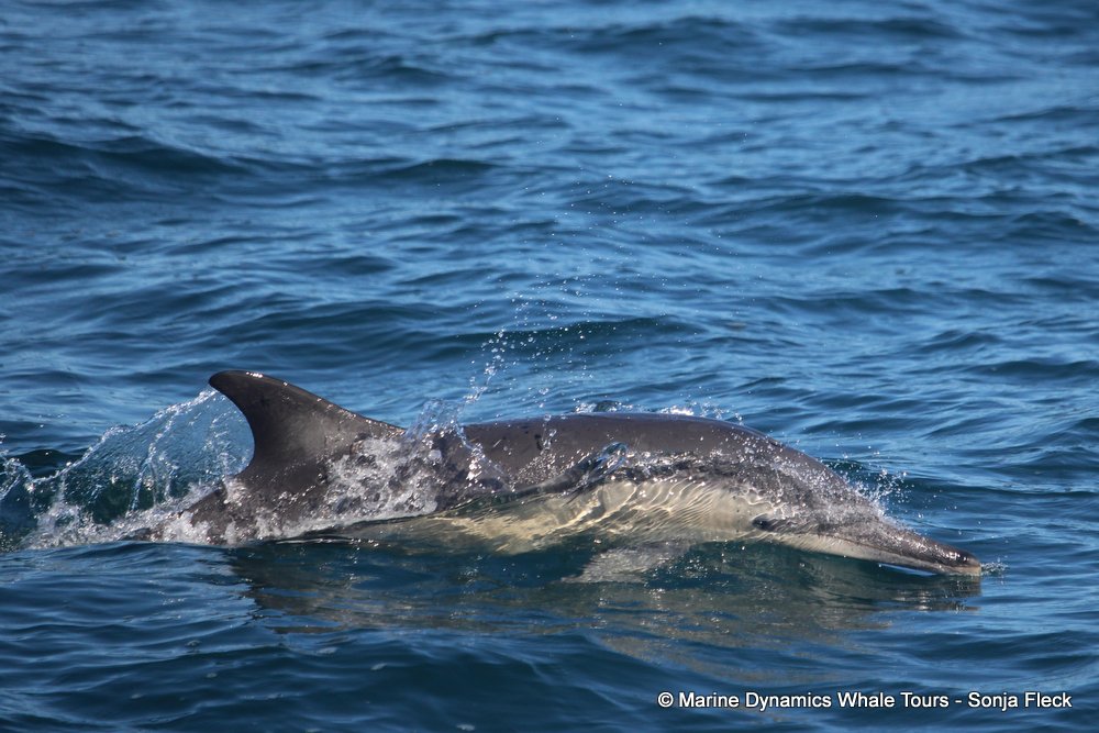 dolphin, whale watching, gansbaai, south africa,