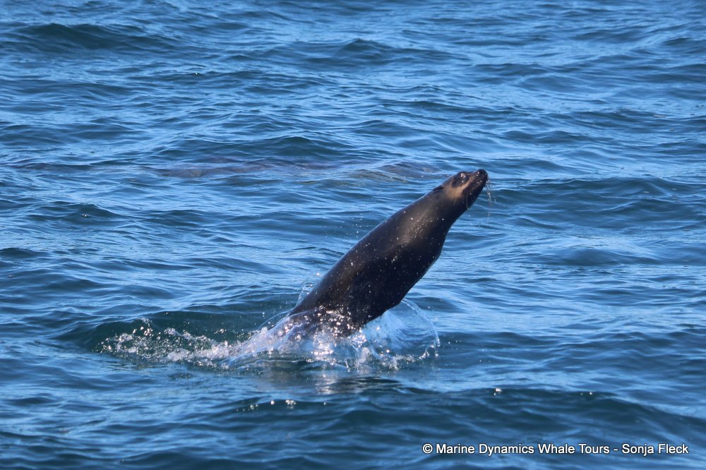 cape fur seal, whale watching, gansbaai, south africa