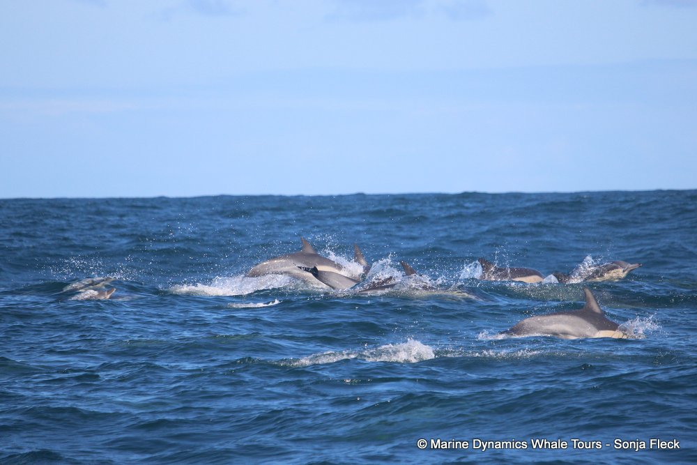 dolphin, whale watching, gansbaai, south africa,