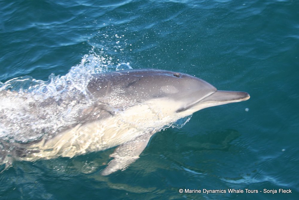 dolphin, whale watching, gansbaai, south africa,