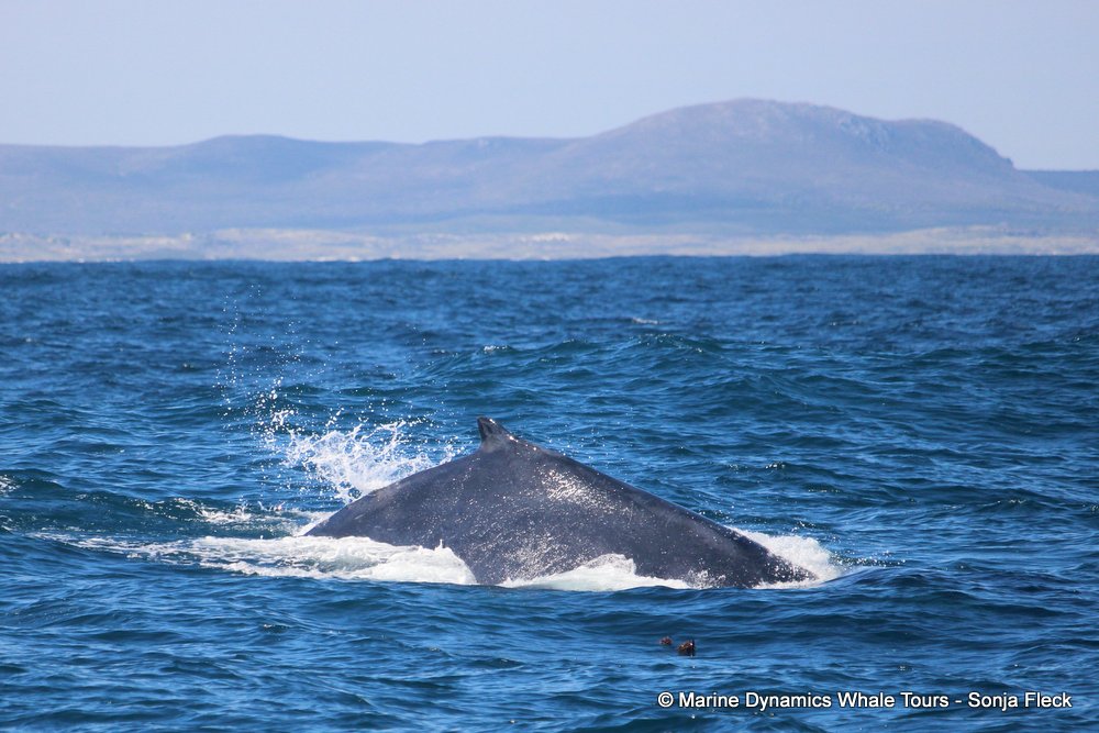 humpback whale, whale watching, gansbaai, south africa