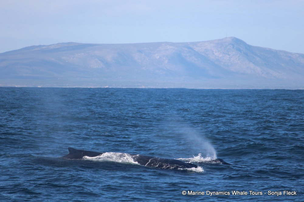 humpback whale, whale watching, gansbaai, south africa