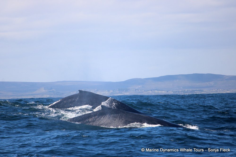 humpback whale, whale watching, gansbaai, south africa