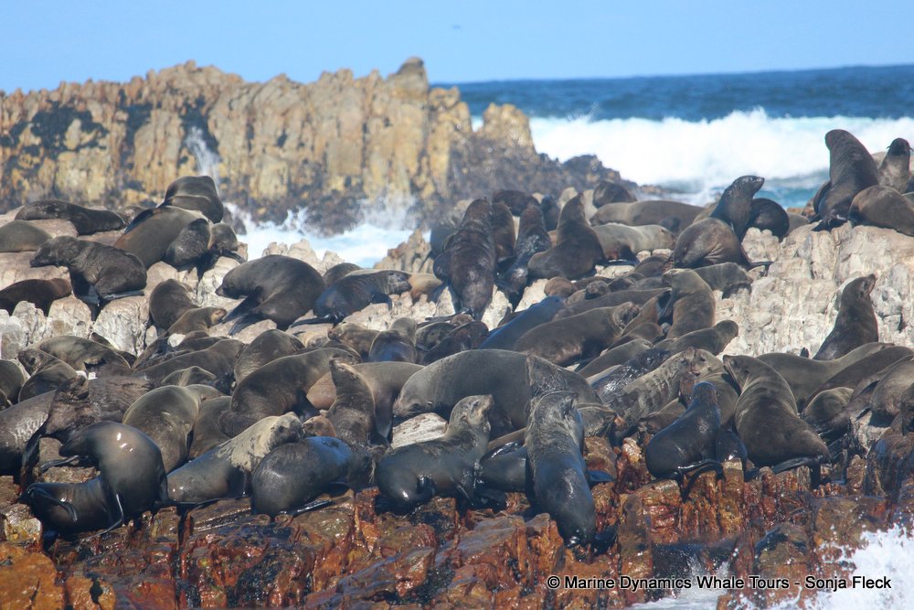 cape fur seal, whale watching, gansbaai, south africa