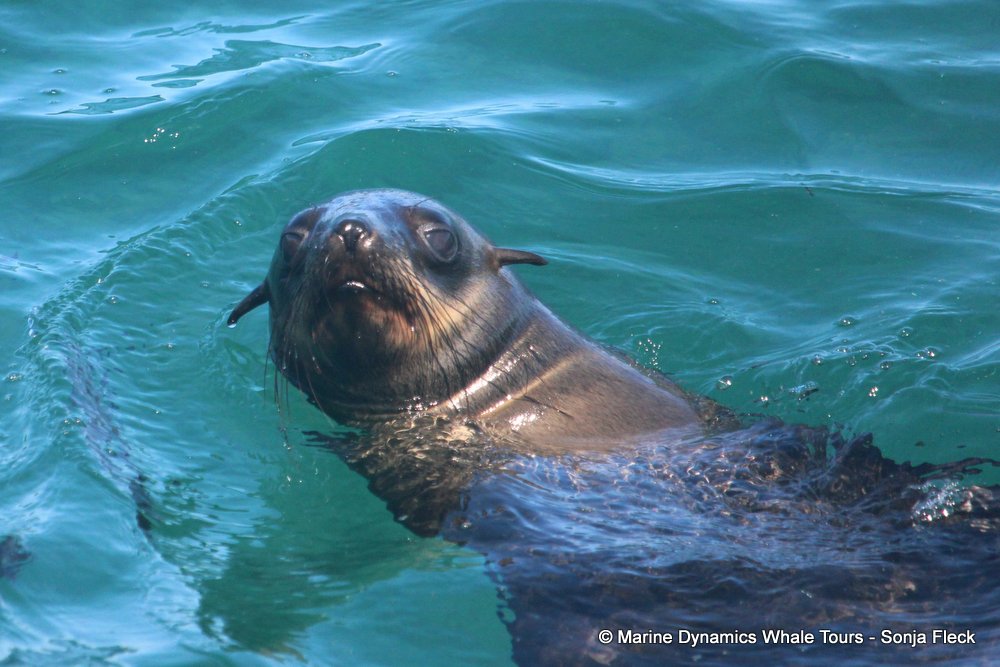 cape fur seal, whale watching, gansbaai, south africa