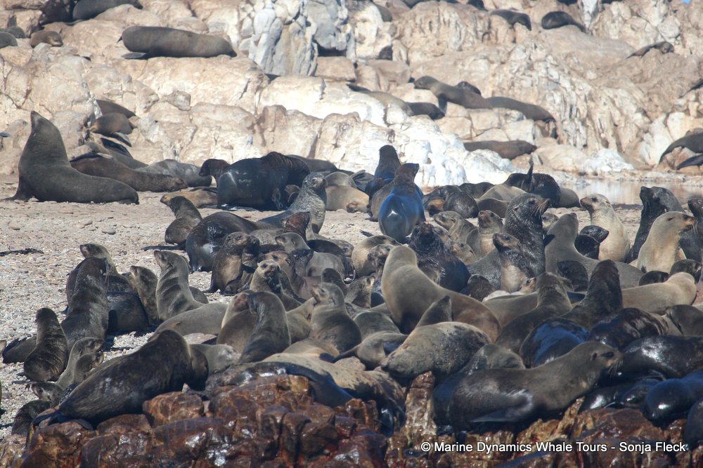 cape fur seal, whale watching, gansbaai, south africa