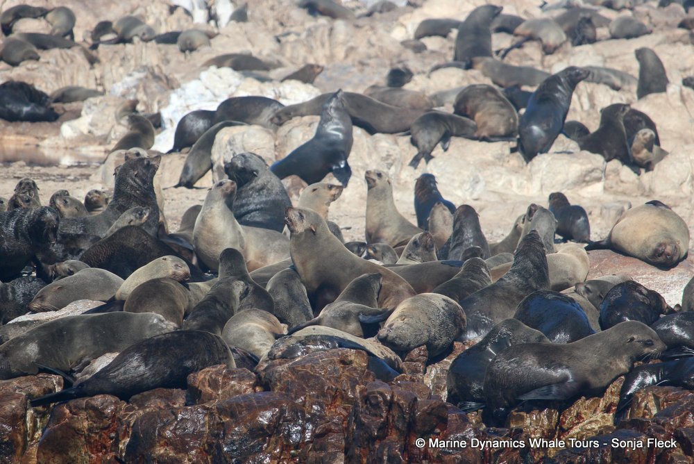 cape fur seal, whale watching, gansbaai, south africa