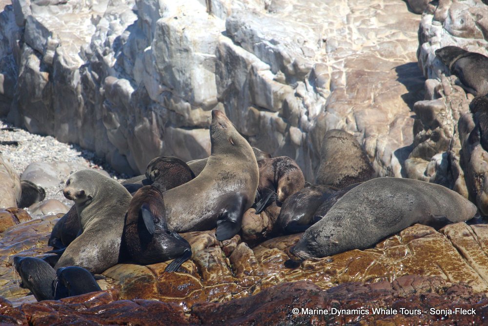 cape fur seal, whale watching, gansbaai, south africa