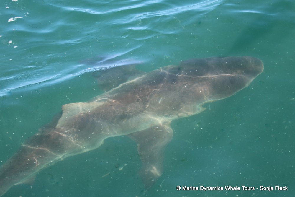 bronze whaler shark, whale watching, gansbaai, south africa,