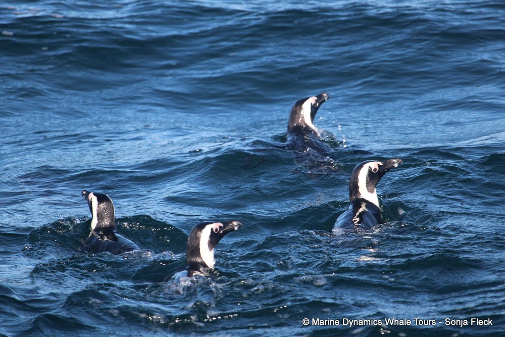 african penguin, whale watching, gansbaai, south africa