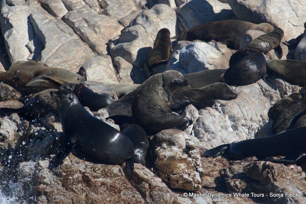 cape fur seal, whale watching, gansbaai, south africa